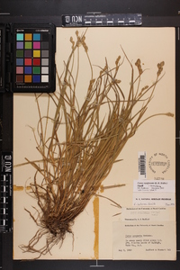 Carex reniformis image