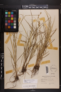 Carex reniformis image