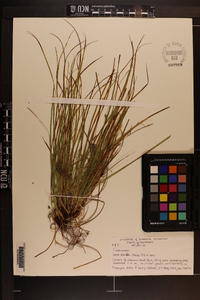 Carex timida image