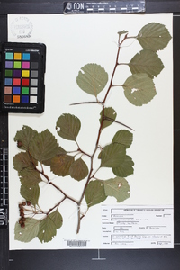 Crataegus succulenta image
