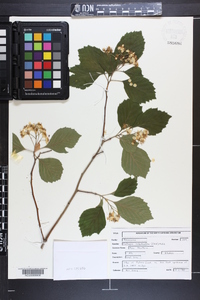 Crataegus calpodendron image