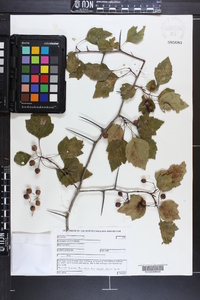 Crataegus iracunda image