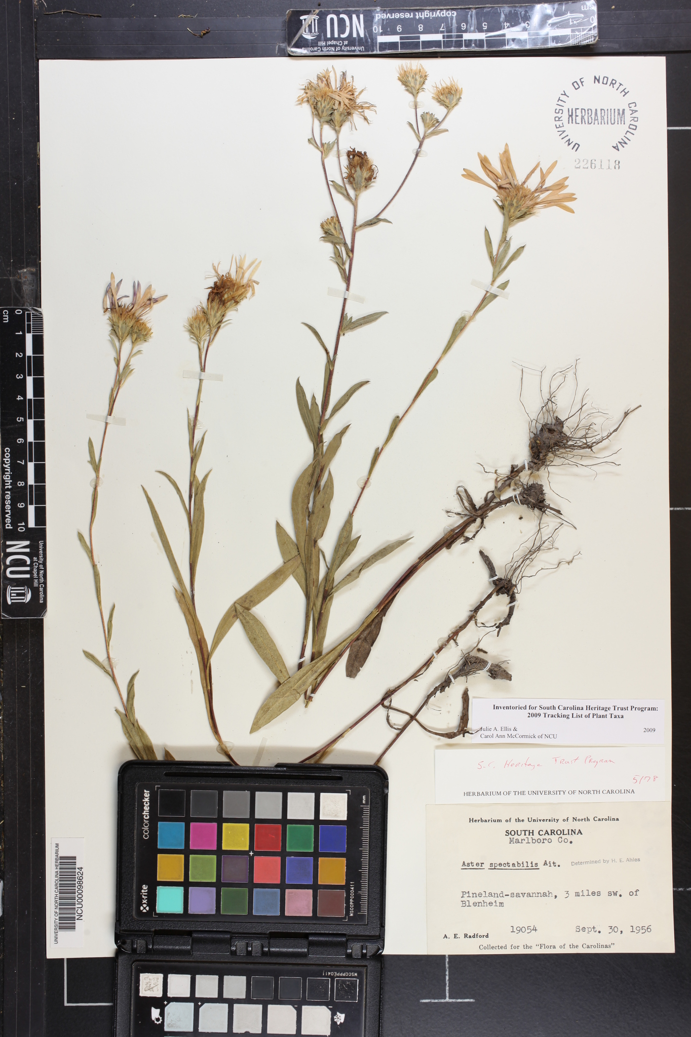 Eurybia spectabilis image
