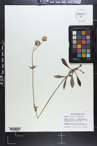 Arnica acaulis image