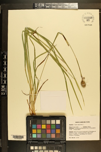 Carex squarrosa image