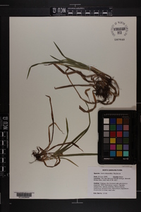 Carex abscondita image