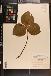 Trillium luteum image