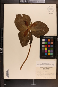 Trillium luteum image