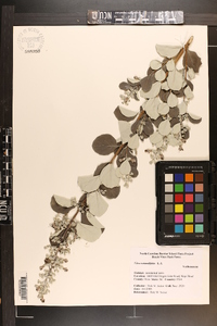 Vitex rotundifolia image