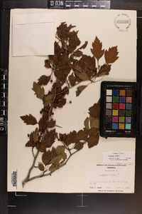 Crataegus viridis image