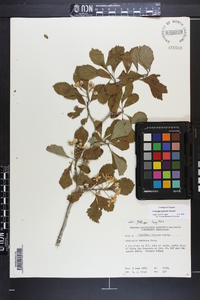 Crataegus punctata image