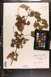 Crataegus marshallii image