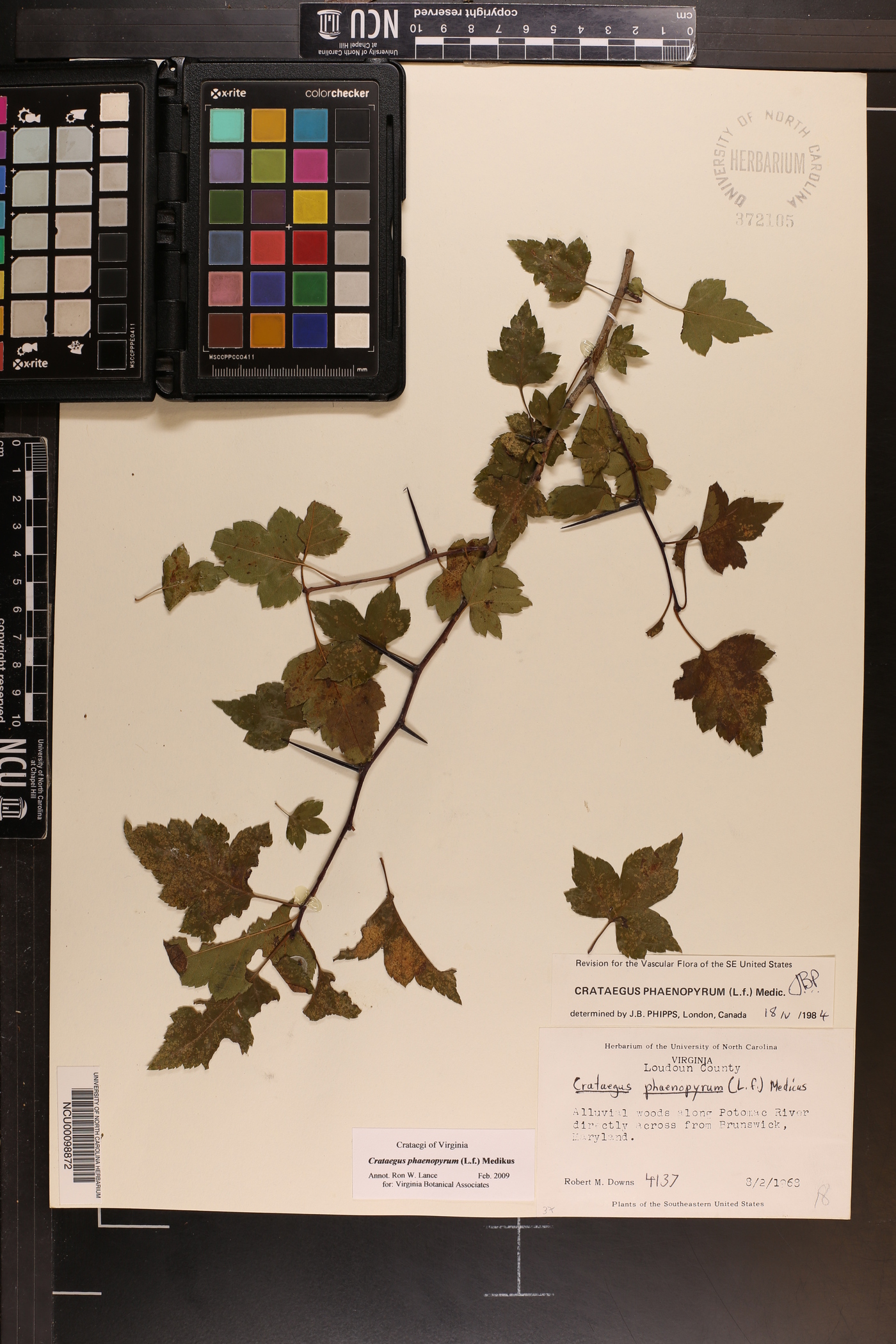 Crataegus phaenopyrum image