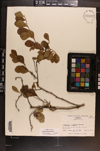 Crataegus uniflora image