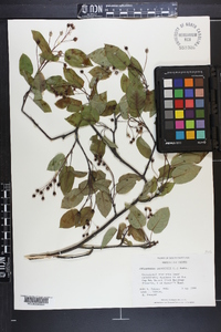 Amelanchier canadensis image