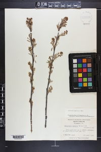 Amelanchier obovalis image