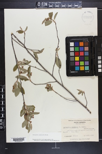 Amelanchier canadensis image