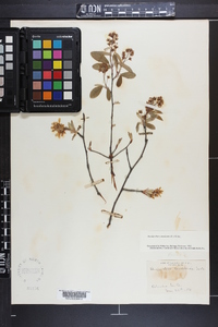 Amelanchier canadensis image