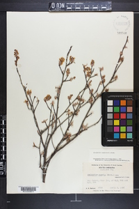 Amelanchier obovalis image