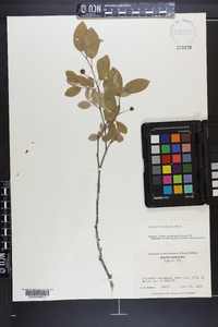 Amelanchier canadensis image