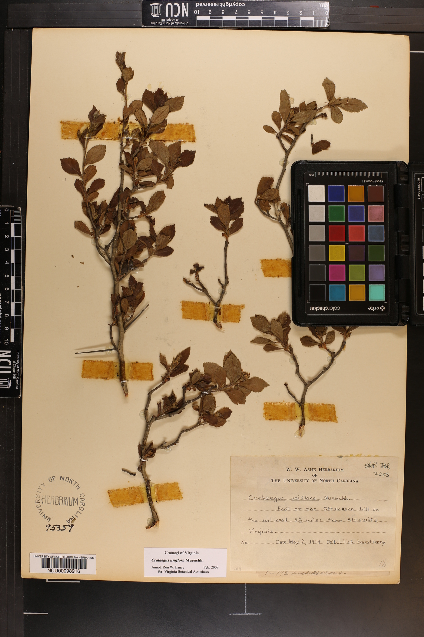 Crataegus uniflora image