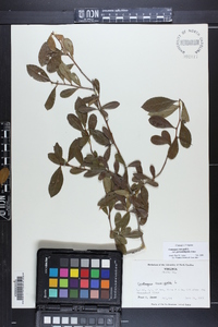 Crataegus crus-galli var. pyracanthifolia image