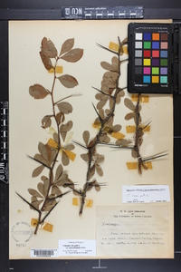 Crataegus crus-galli var. pyracanthifolia image
