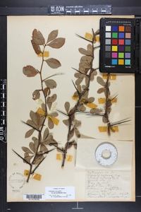Crataegus crus-galli var. pyracanthifolia image