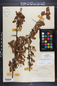 Crataegus crus-galli var. pyracanthifolia image