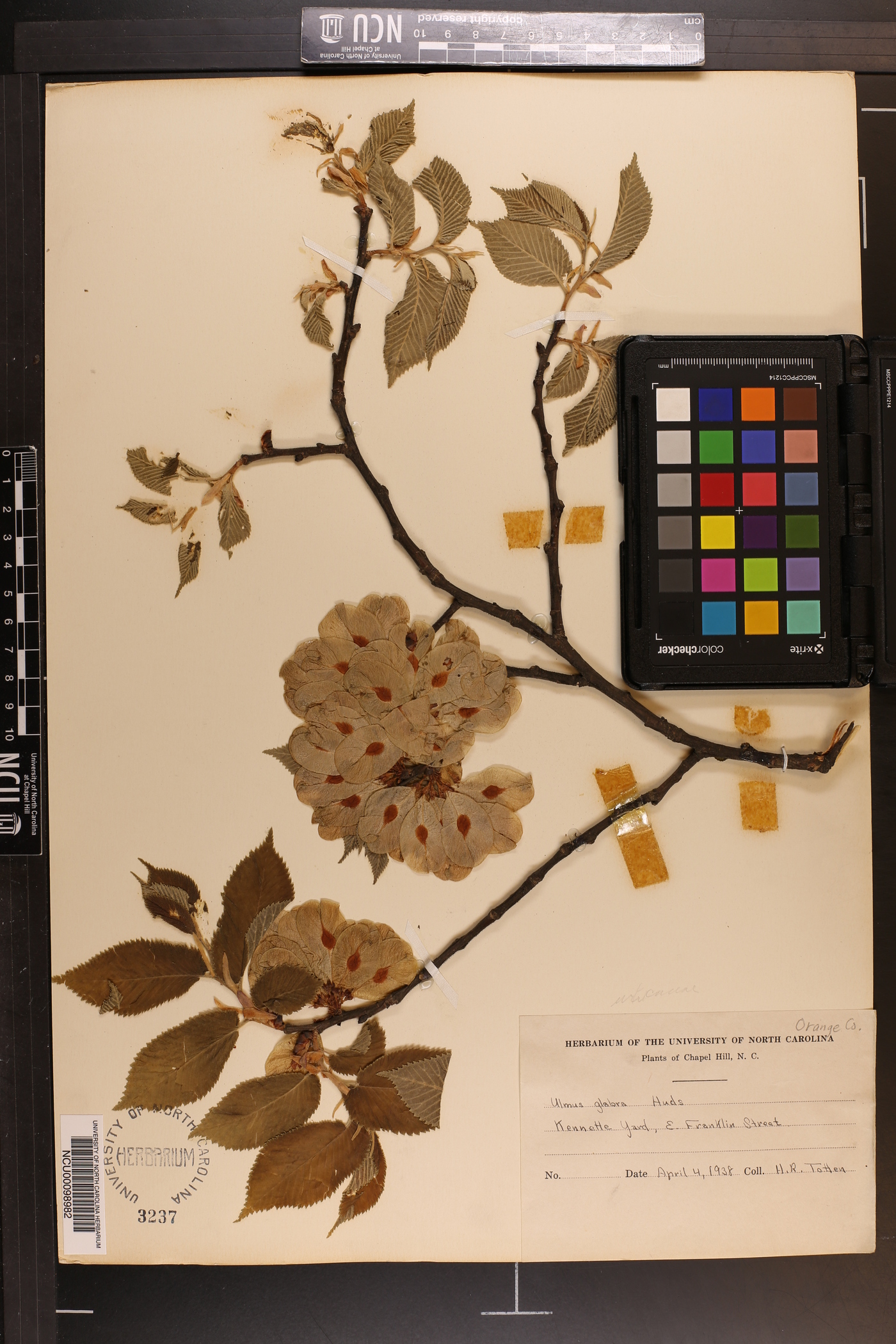 Ulmus glabra image