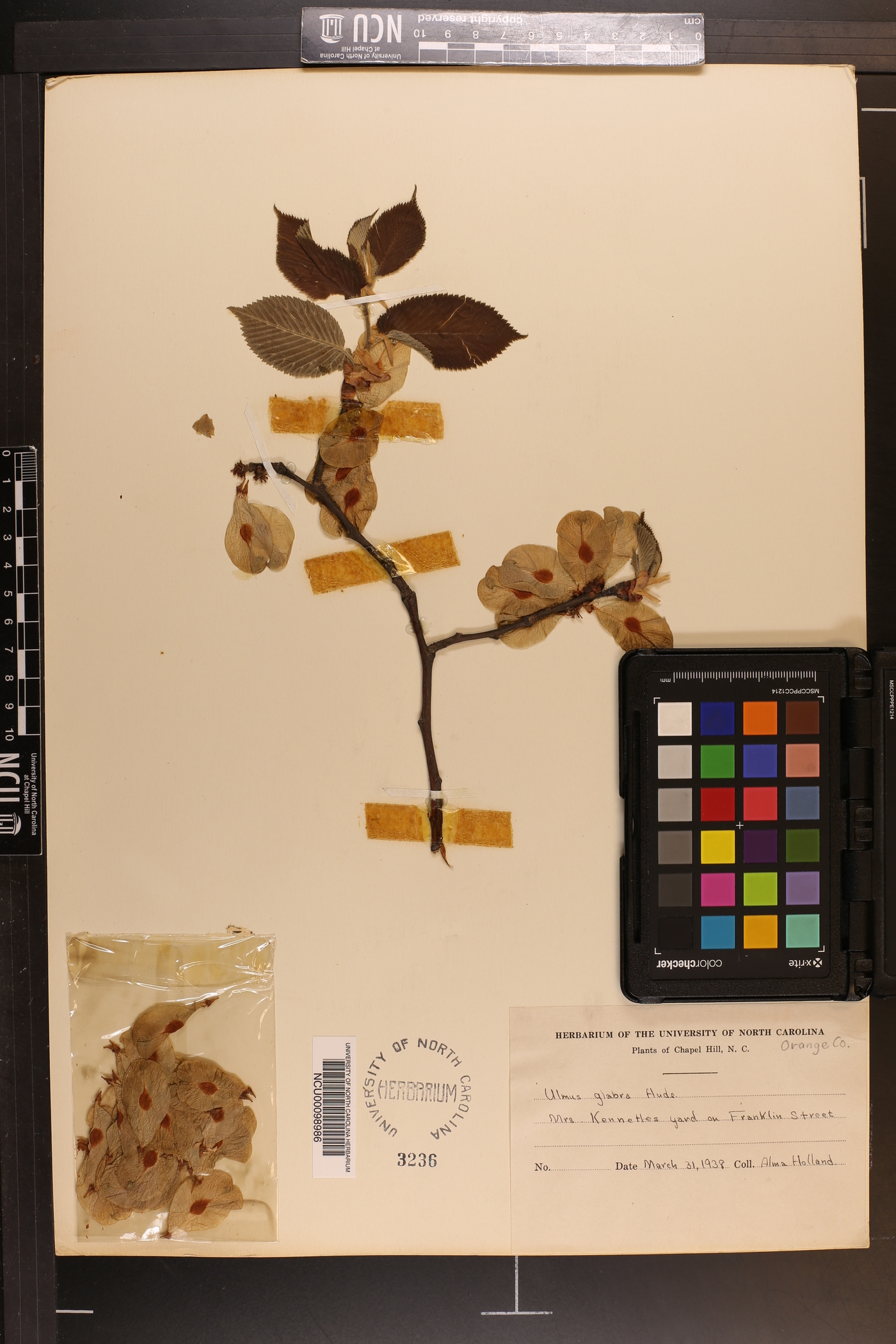 Ulmus glabra image