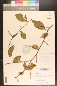 Stewartia malacodendron image