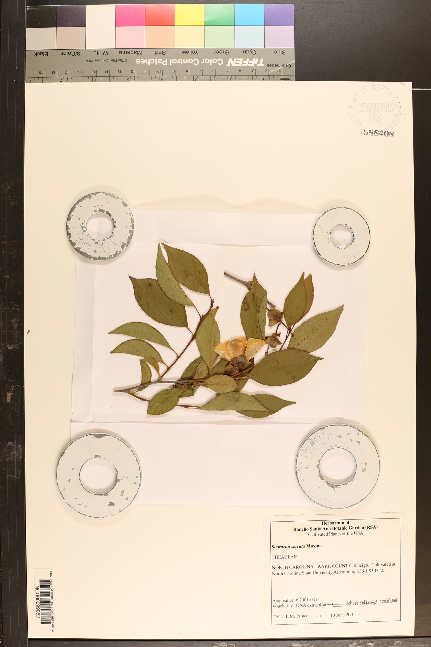 Stewartia serrata image