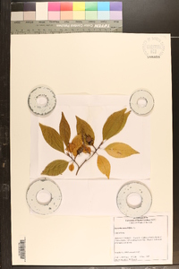 Stewartia monadelpha image