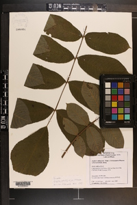 Juglans mandshurica image