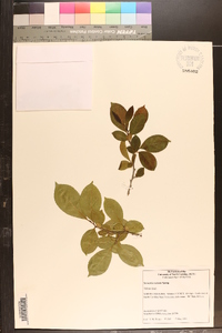 Stewartia rostrata image