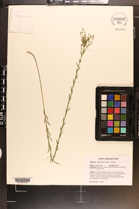 Linum intercursum image