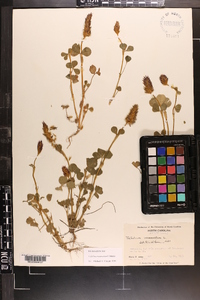 Trifolium incarnatum image