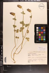 Trifolium incarnatum image