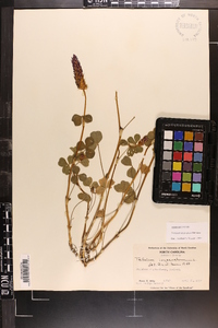 Trifolium incarnatum image