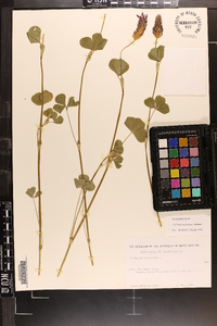 Trifolium incarnatum image