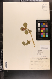 Trifolium incarnatum image