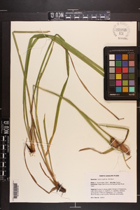 Carex typhina image