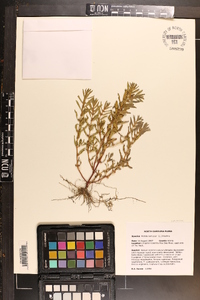 Rotala ramosior image