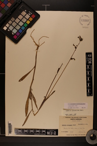 Lobelia glandulosa image