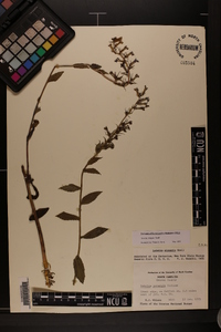 Lobelia elongata image