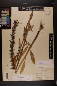 Lobelia elongata image