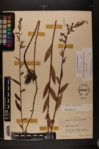 Lobelia elongata image