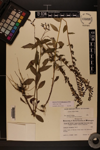 Lobelia elongata image