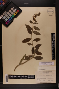 Lobelia elongata image